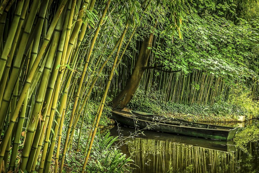 Карликовый бамбук