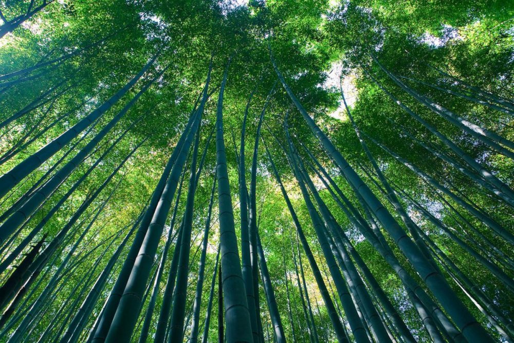 Япония бамбуковая роща Арасияма