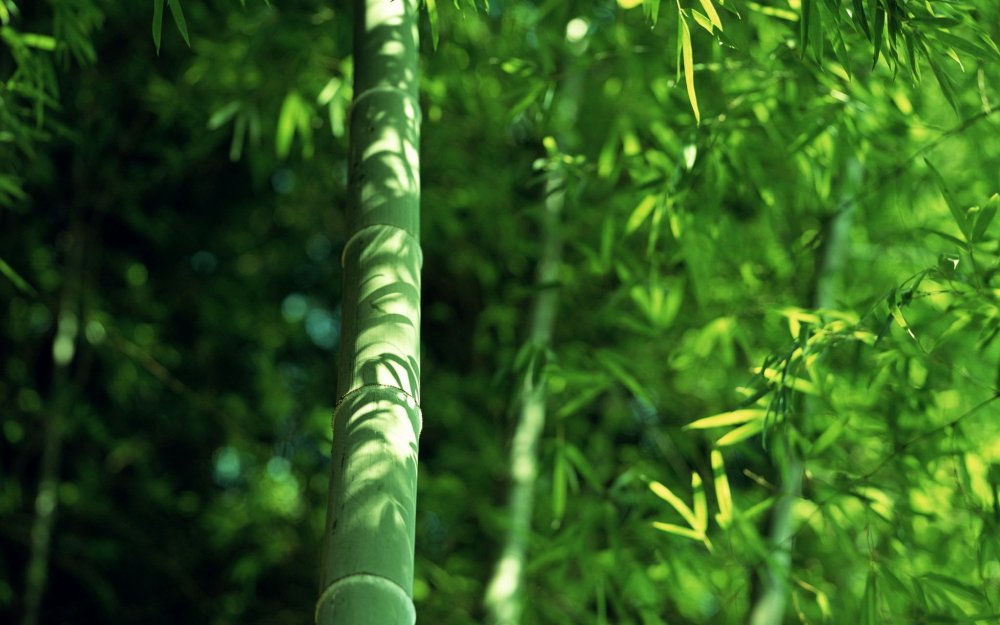 Хвощ тростниковый бамбук