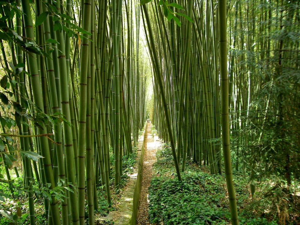 Оаху бамбуковые Рощи