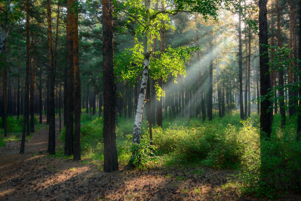Александровский лес в Ростовской области