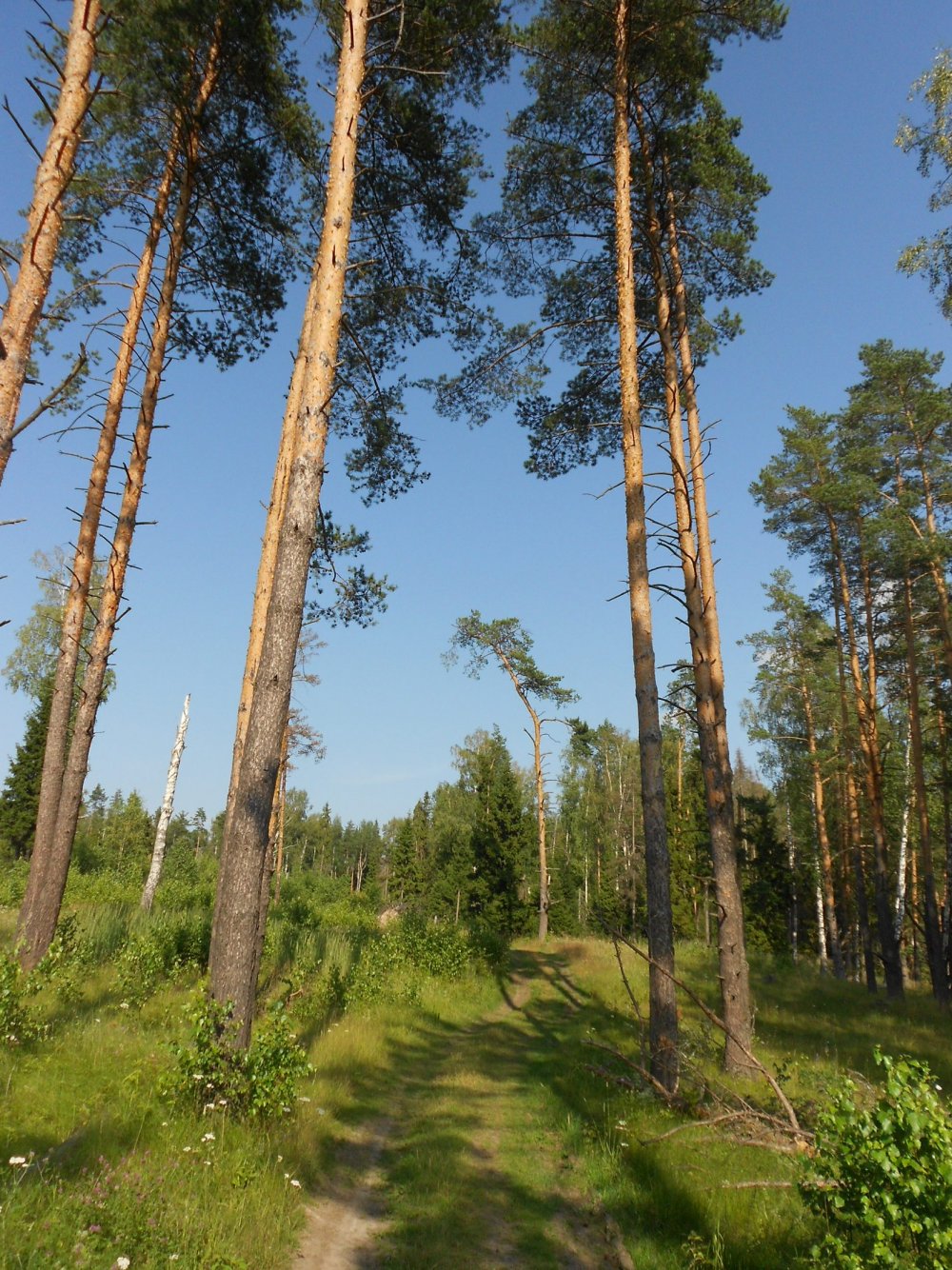 Александровский лес в Ростовской области