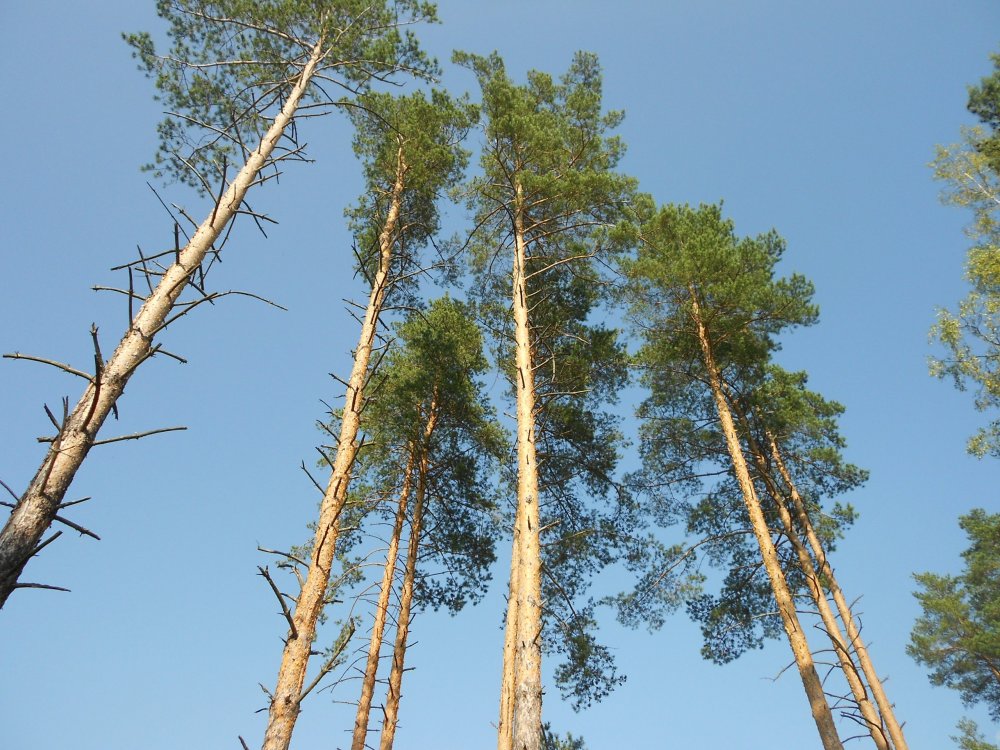 Гырбовецкий лес