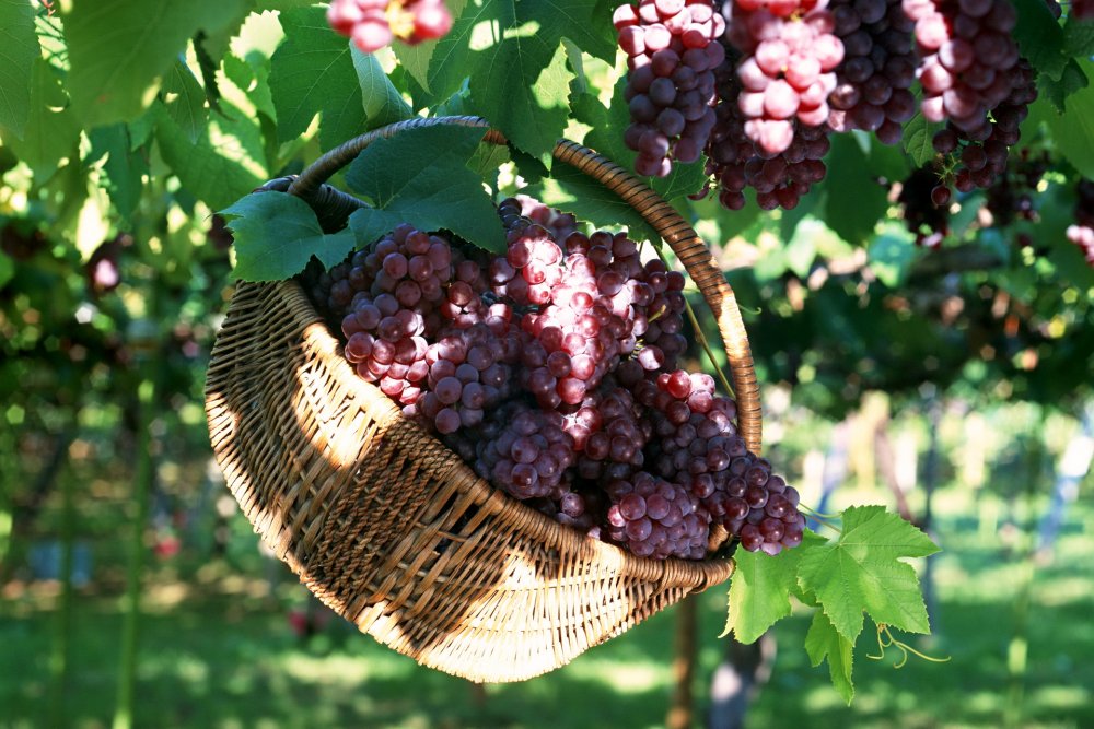 Виноград на винограднике