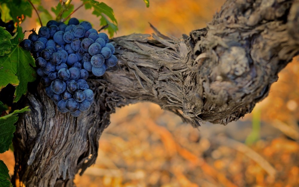Виноград растение лоза