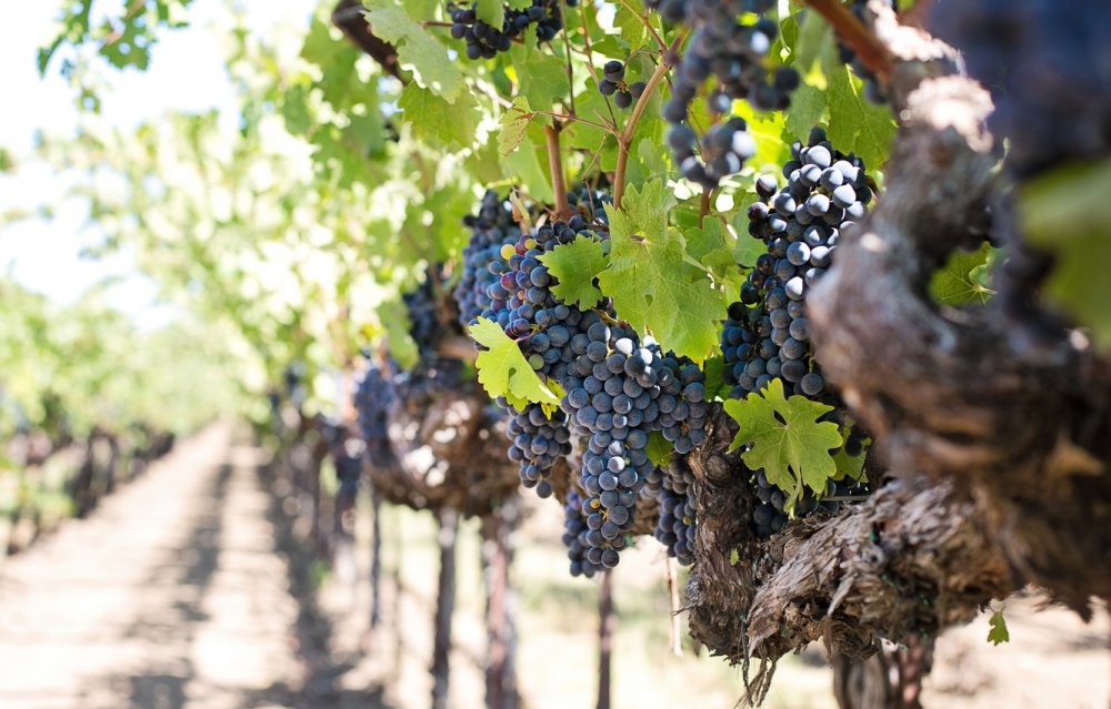 Виноградарство в Кипре