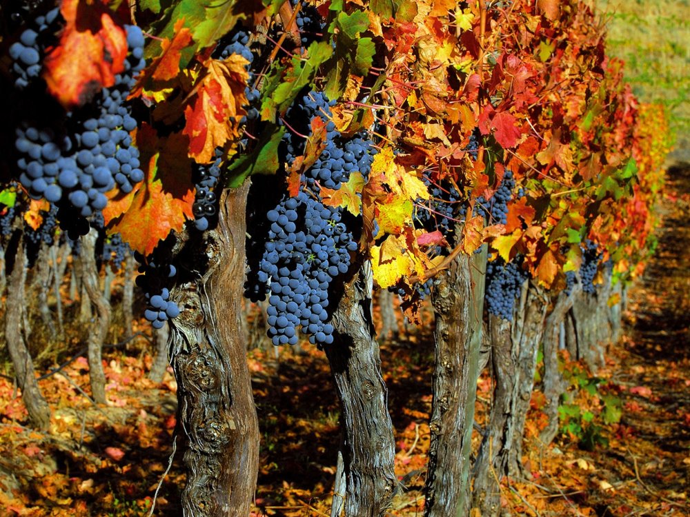 Виноградники осень