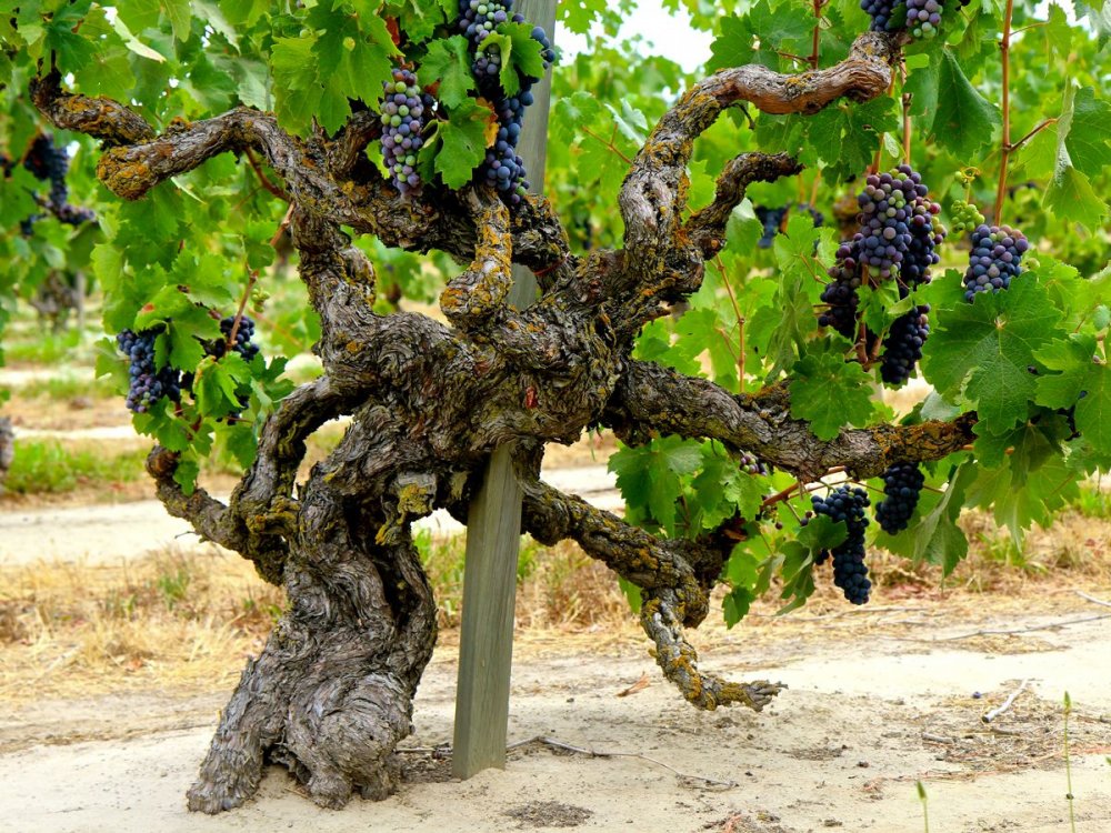 Виноградная лоза дерево