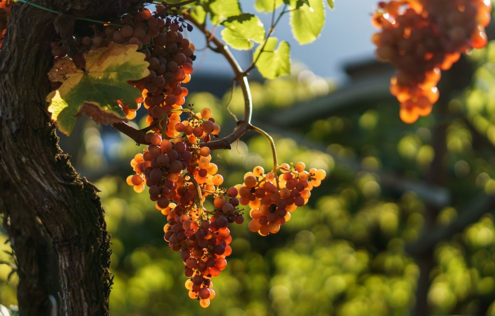 Цветущая Виноградная лоза осень