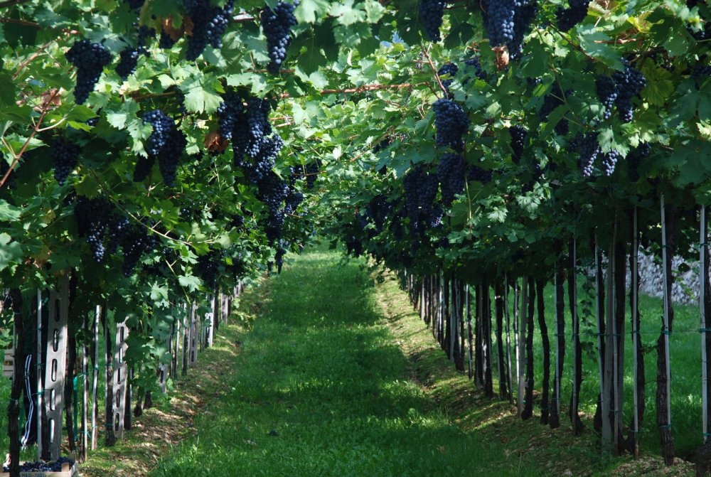 Плантации винограда в Италии