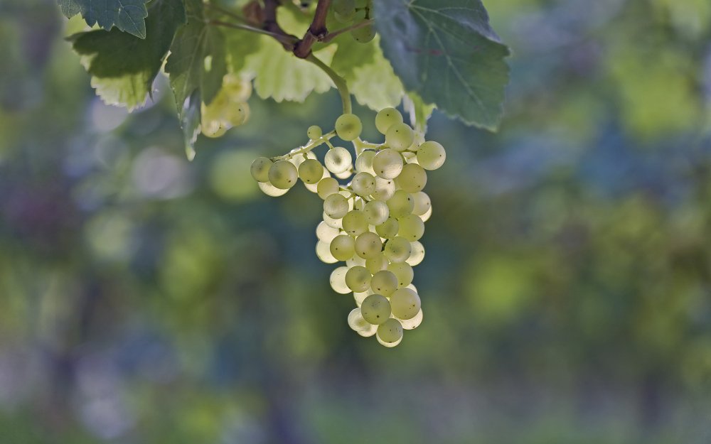 Гроздь винограда 24 серия