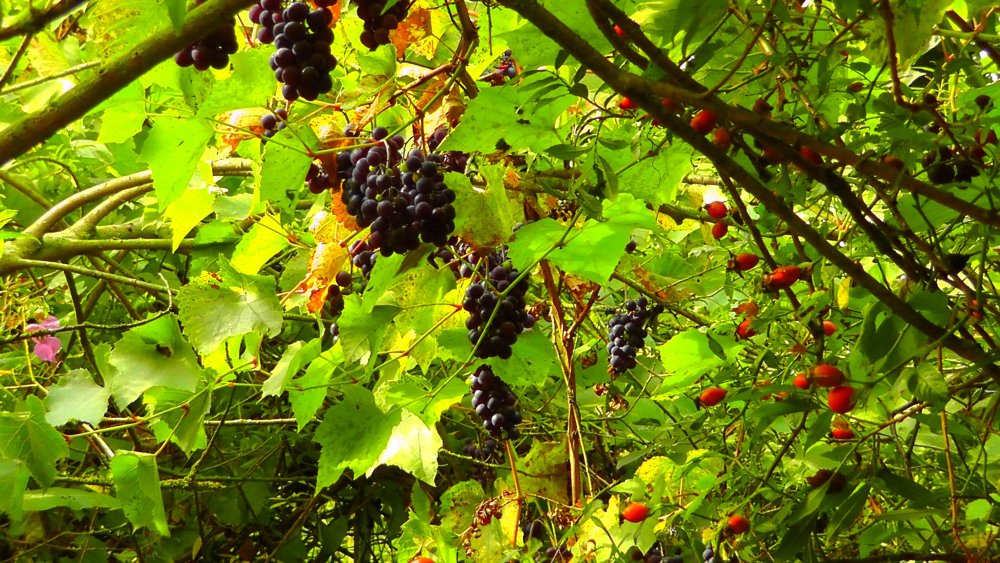 Дикий Лесной виноград