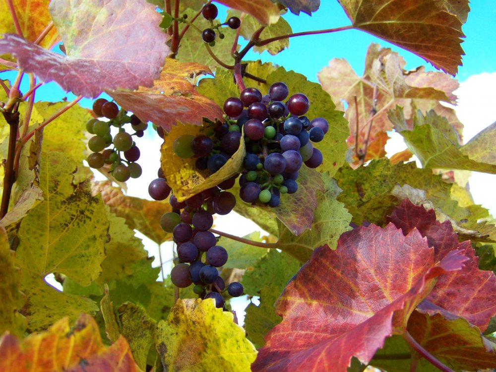 Виноградная лоза Испания