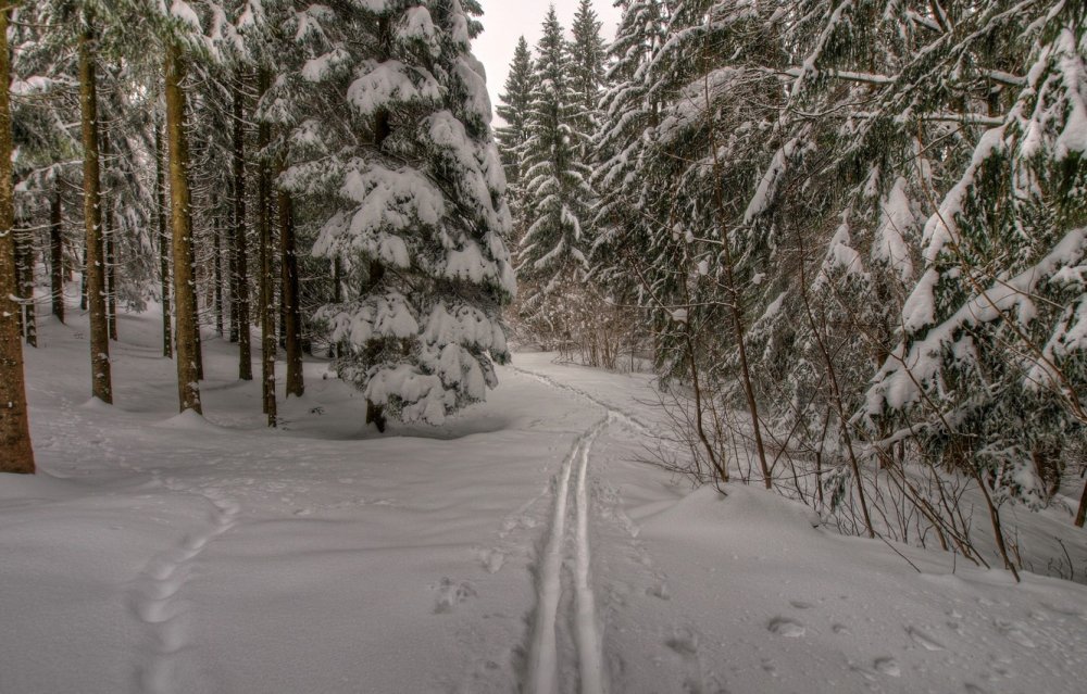 Лыжня в заснеженном лесу