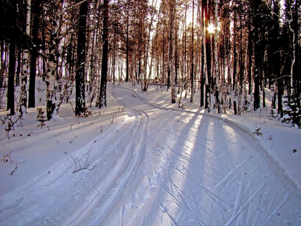 Зимний лес Лыжня