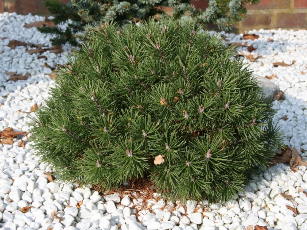 Сосна Горная Мопс (Pinus mugo Mops)