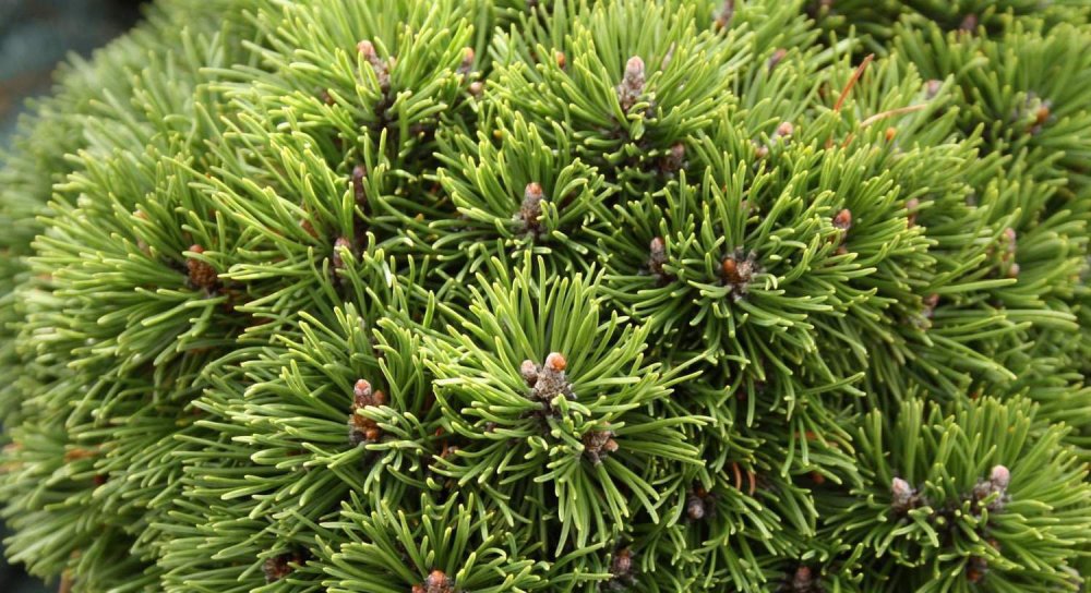 Pinus mugo Oregon Pixie