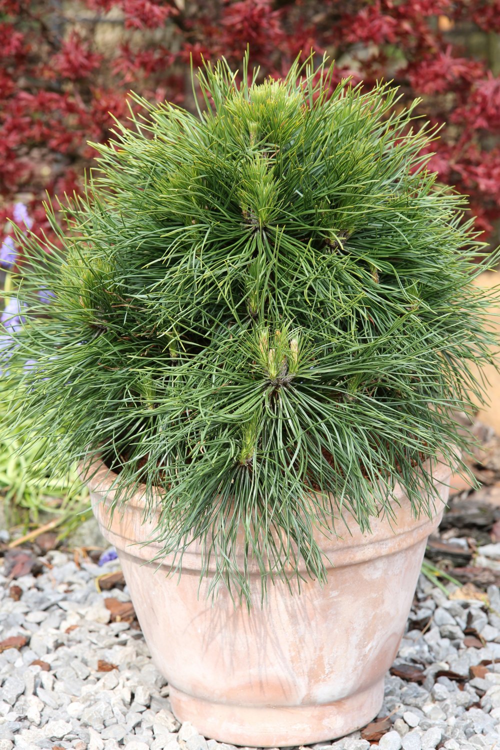 Сосна Горная Варелла (Pinus mugo Varella)