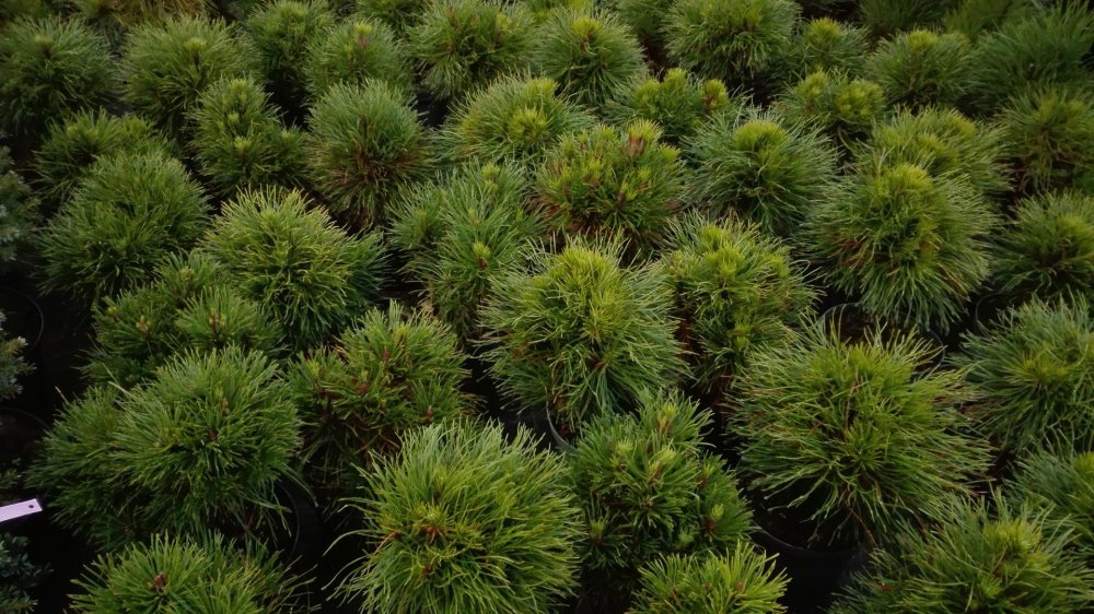 Сосна Горная Varella Pinus mugo