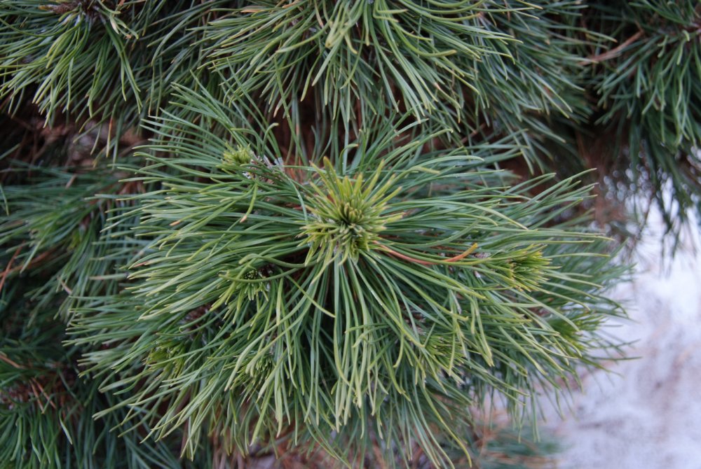 Сосна обыкновенная Мозери Pinus