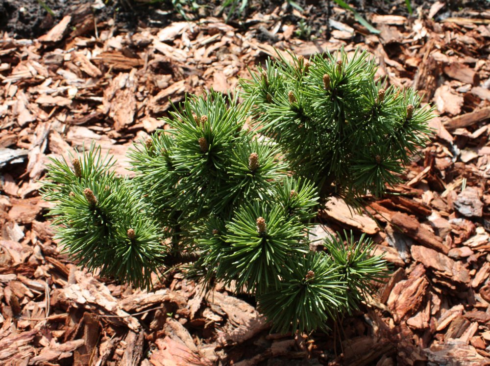Pinus mugo subsp. Uncinata