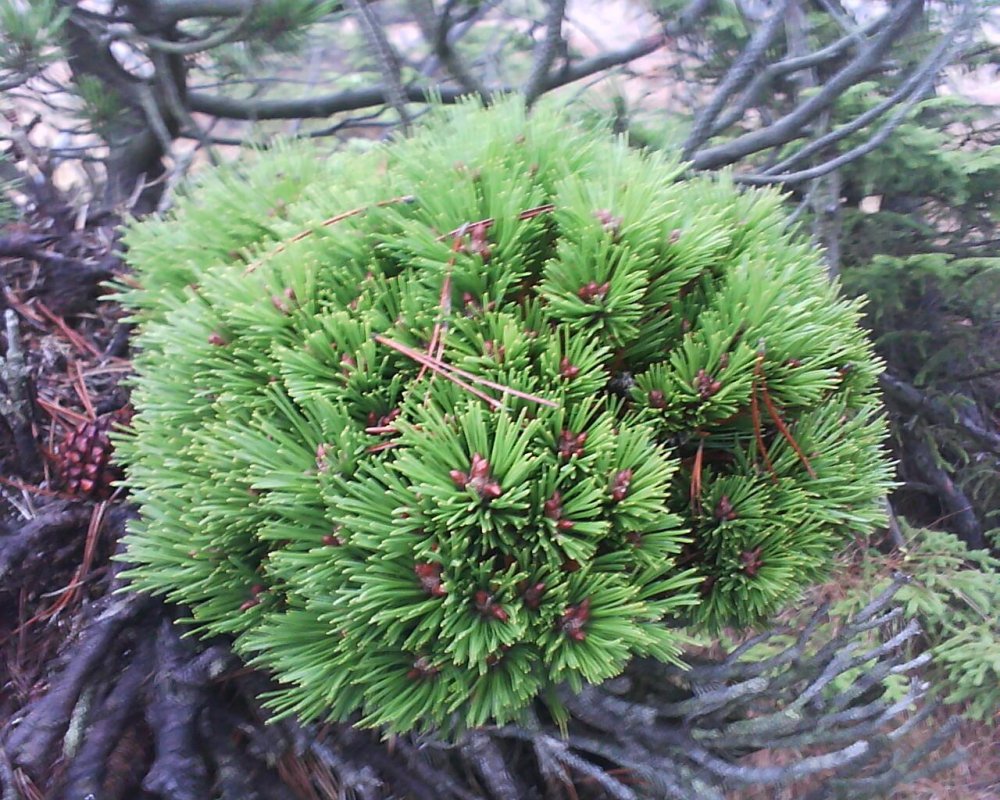 Сосна Горная Мисти Pinus mugo Misty
