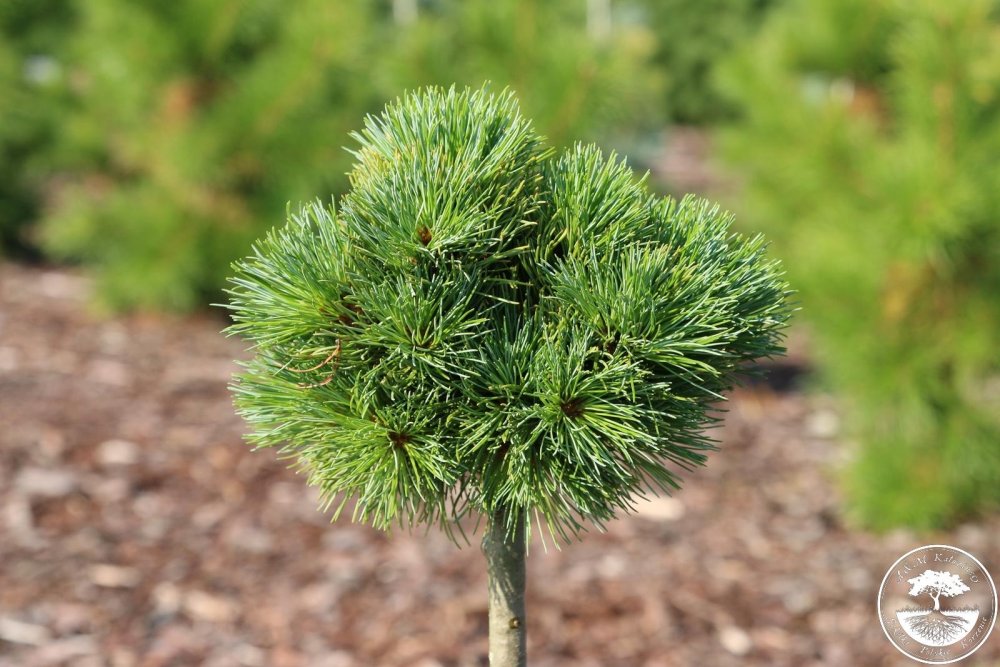 Pinus mugo Nana Balcanica Aurea