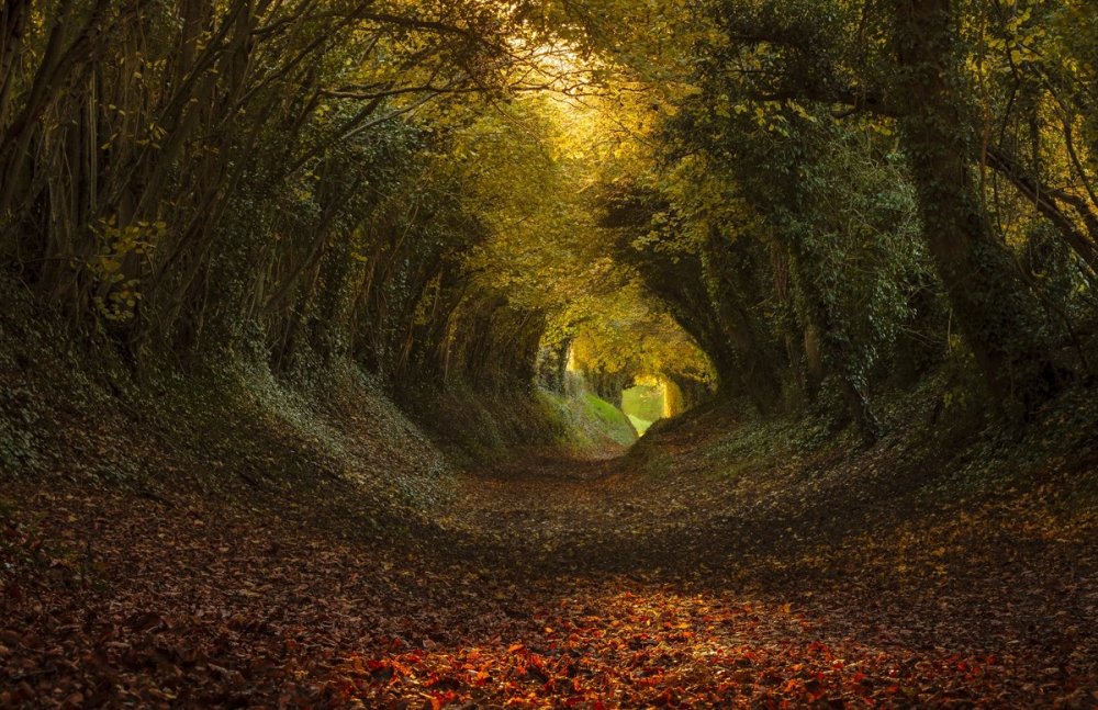 Сказочный тоннель, Халнакер, графство Сассекс, Англия