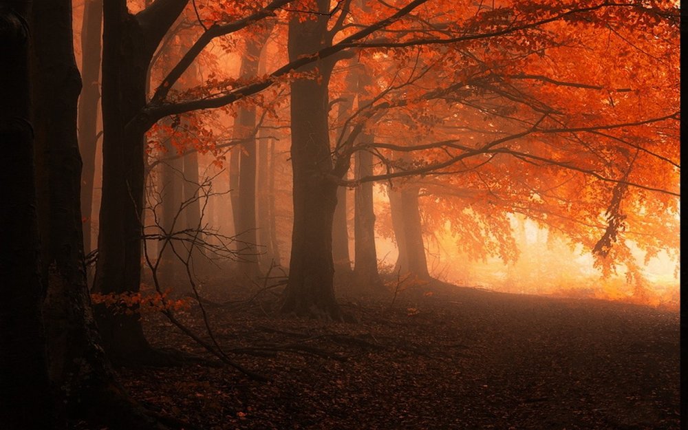 Осенний лес вечером