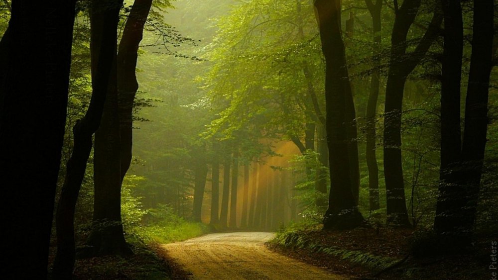 Природа Нидерландов лес