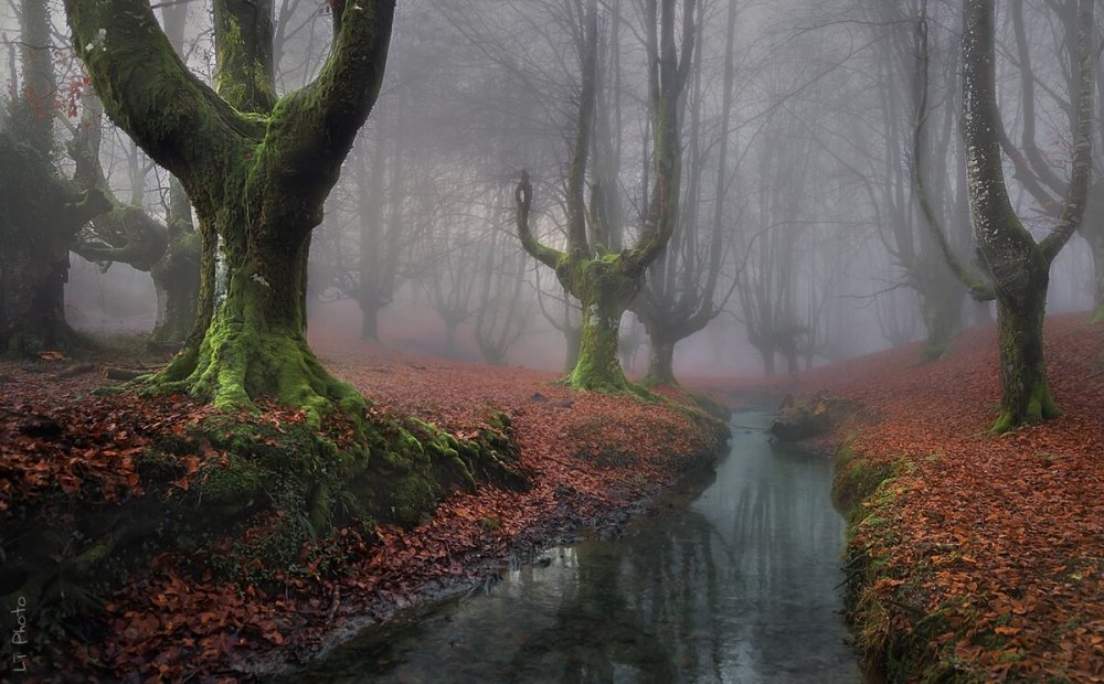 Магический лес (Страна Басков, Испания)