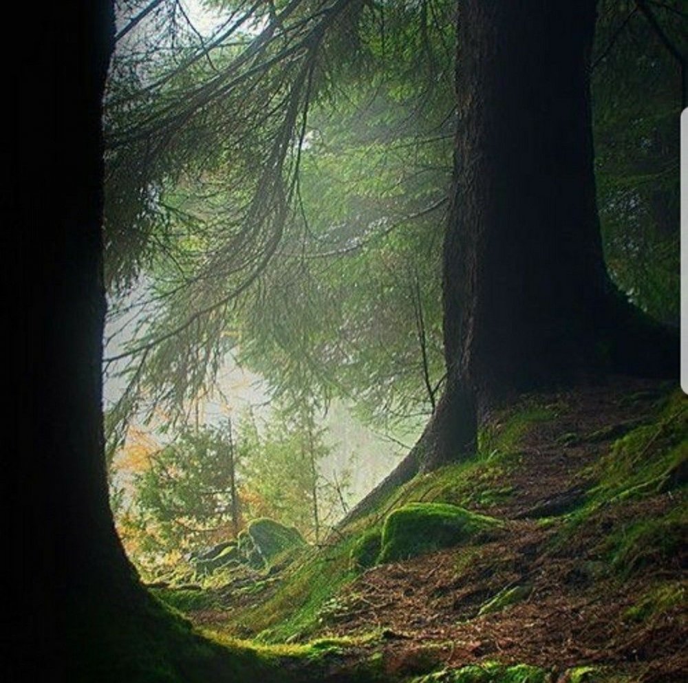 Глубокий лес
