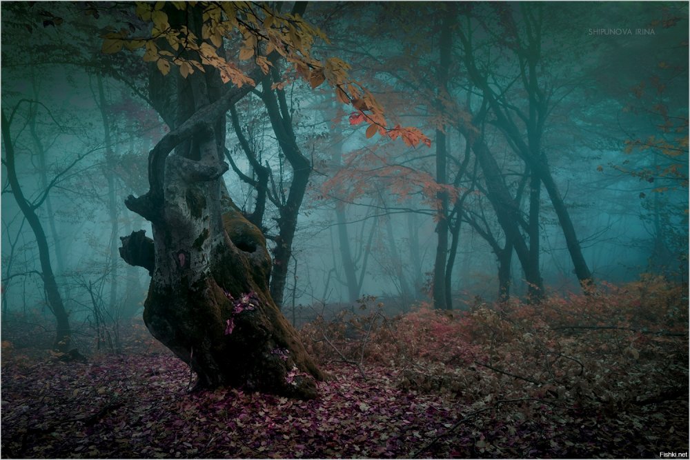 Загадочный и таинственный лес