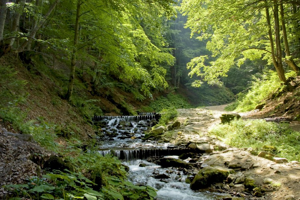 Природа лес овраги реки