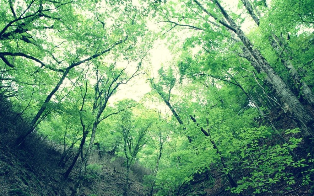 Лес ручей Хижина водопад