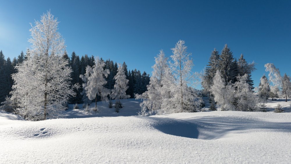 Красивый зимний лес