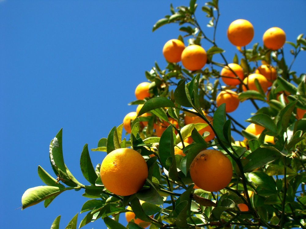 Красивое апельсиновое дерево