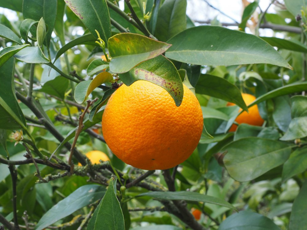 Растение мандарин апельсин