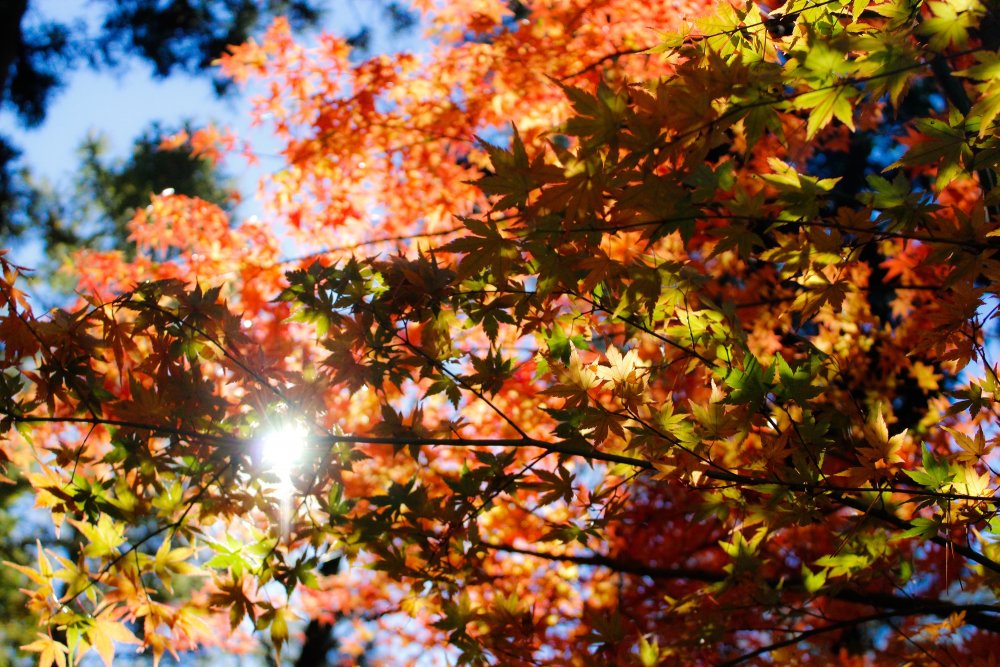 Клен autumn Radiance