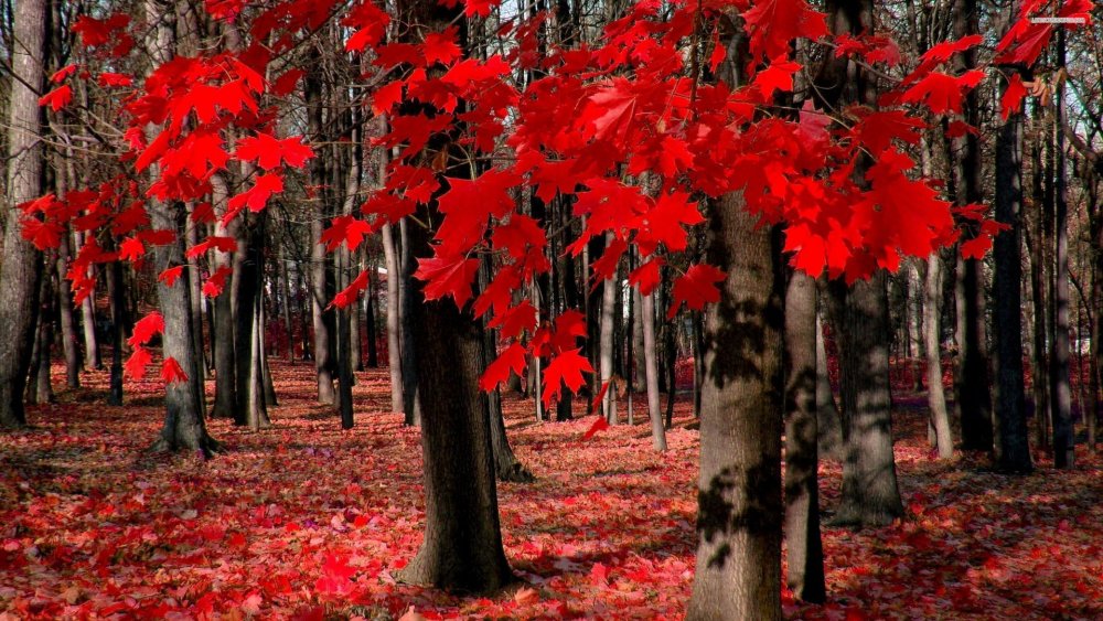 Клен красный осенью