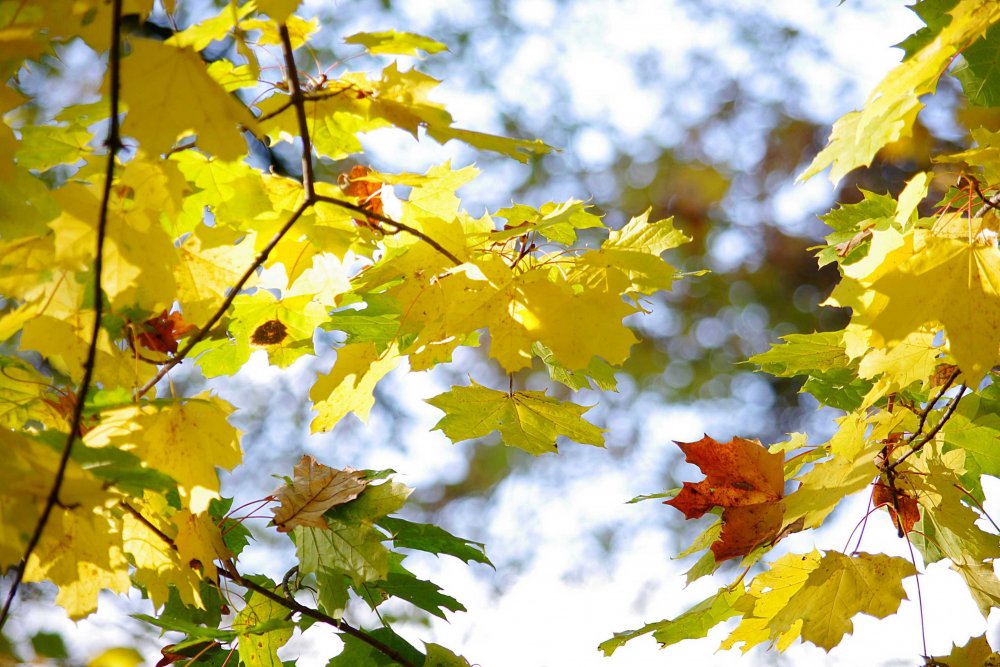 Осенний Солнечный день листва