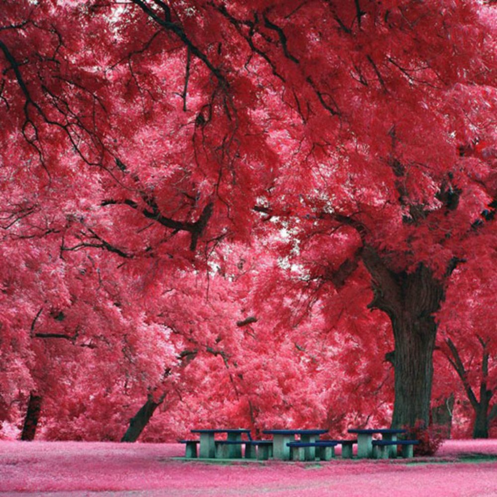 Японское дерево розовое