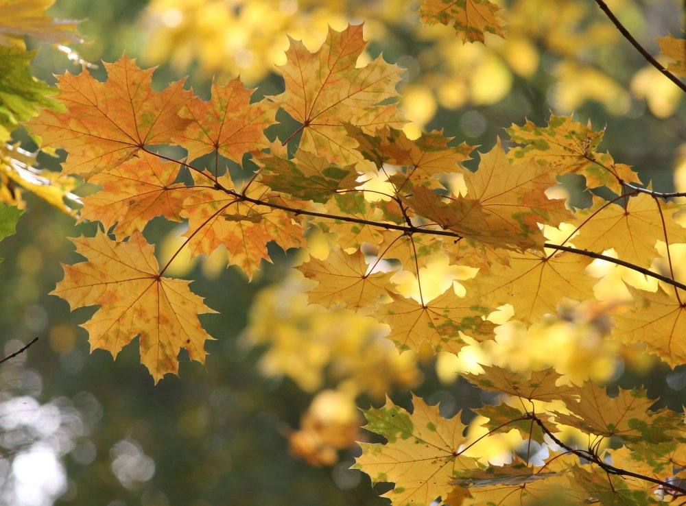 Осенний канадский клен желтый
