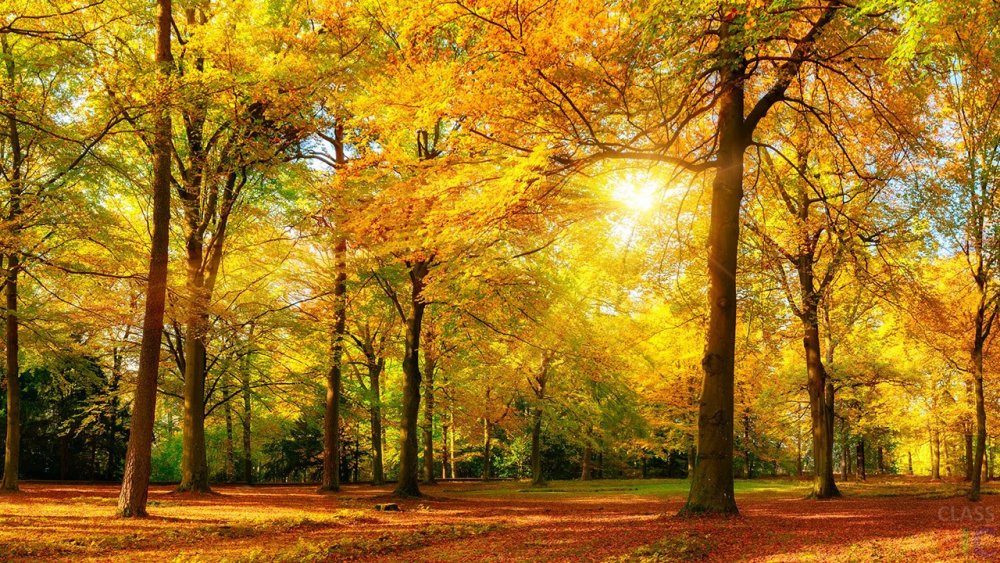Осенний желтый лес