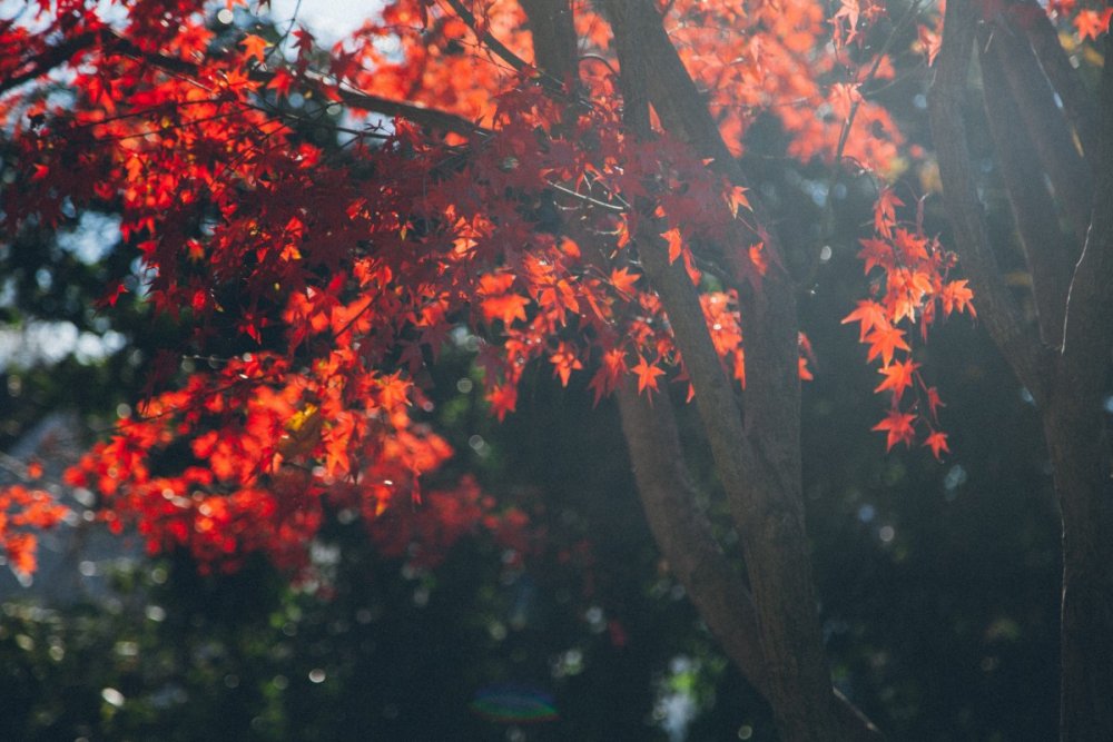 Красные осенние деревья