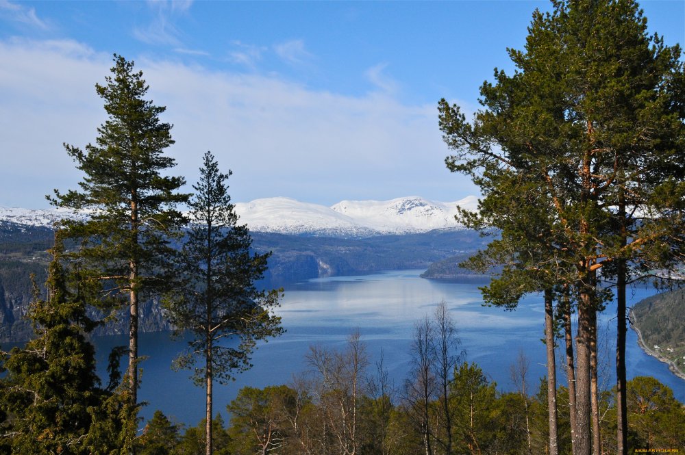 Озеро Норвегия дерево