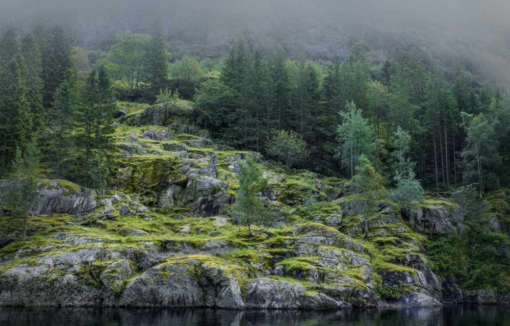 Лес бёкескуген Норвегии