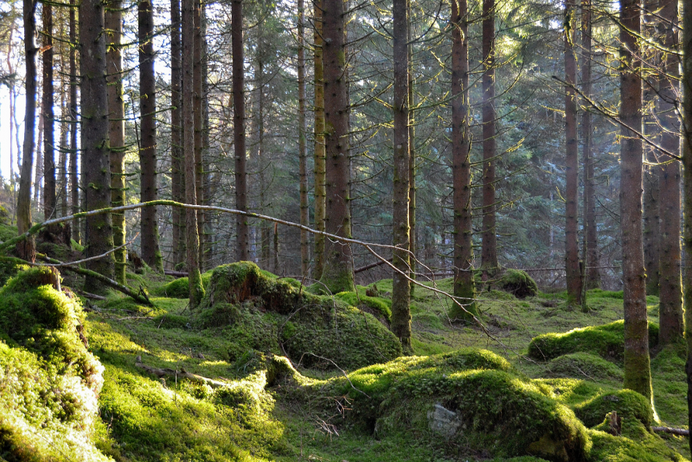 Хвойный лес Норвегии