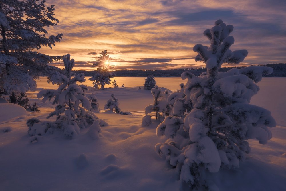 Норвегия зимой лес