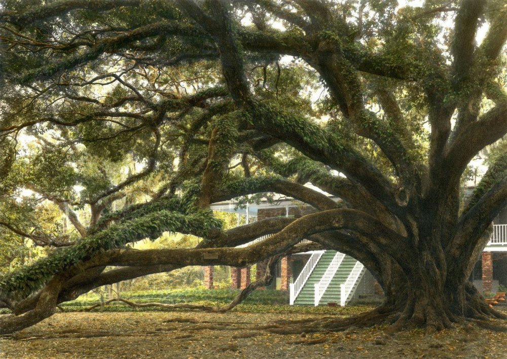 Эбеновое дерево фото